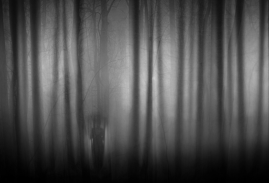 Одинокая девушка в лесу в дождливую погоду с зонтом. Таинственный лес с высокими деревьями и  одиночество. Магия чёрно-белой фотографии.