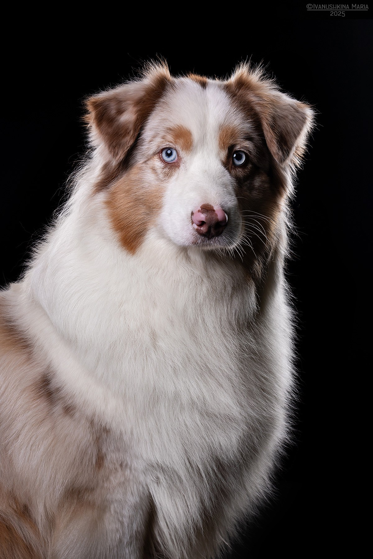 Фотосессия собаки в студии. Фотограф собак в Москве и Московской области Иванушкина Мария