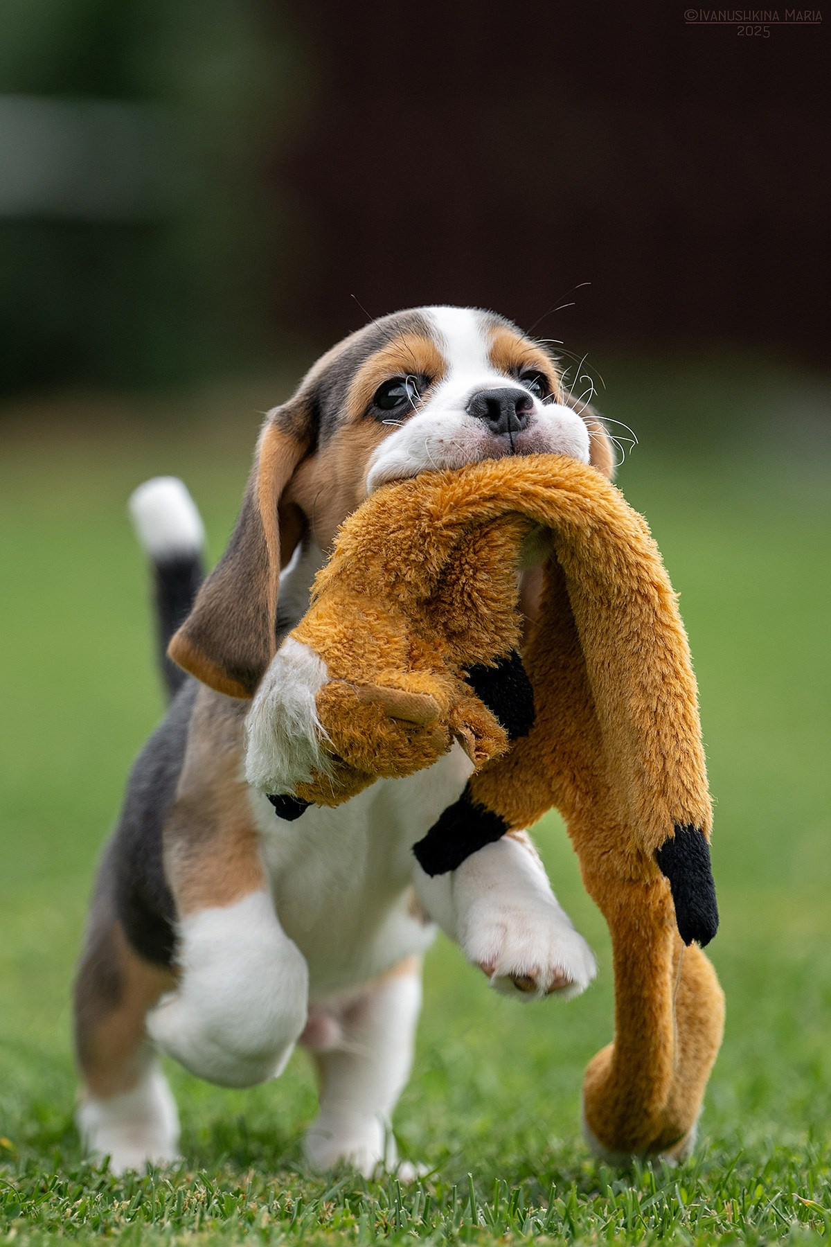 Фотосессия щенков на продажу. Фотограф собак в Москве и Московской области Иванушкина Мария
