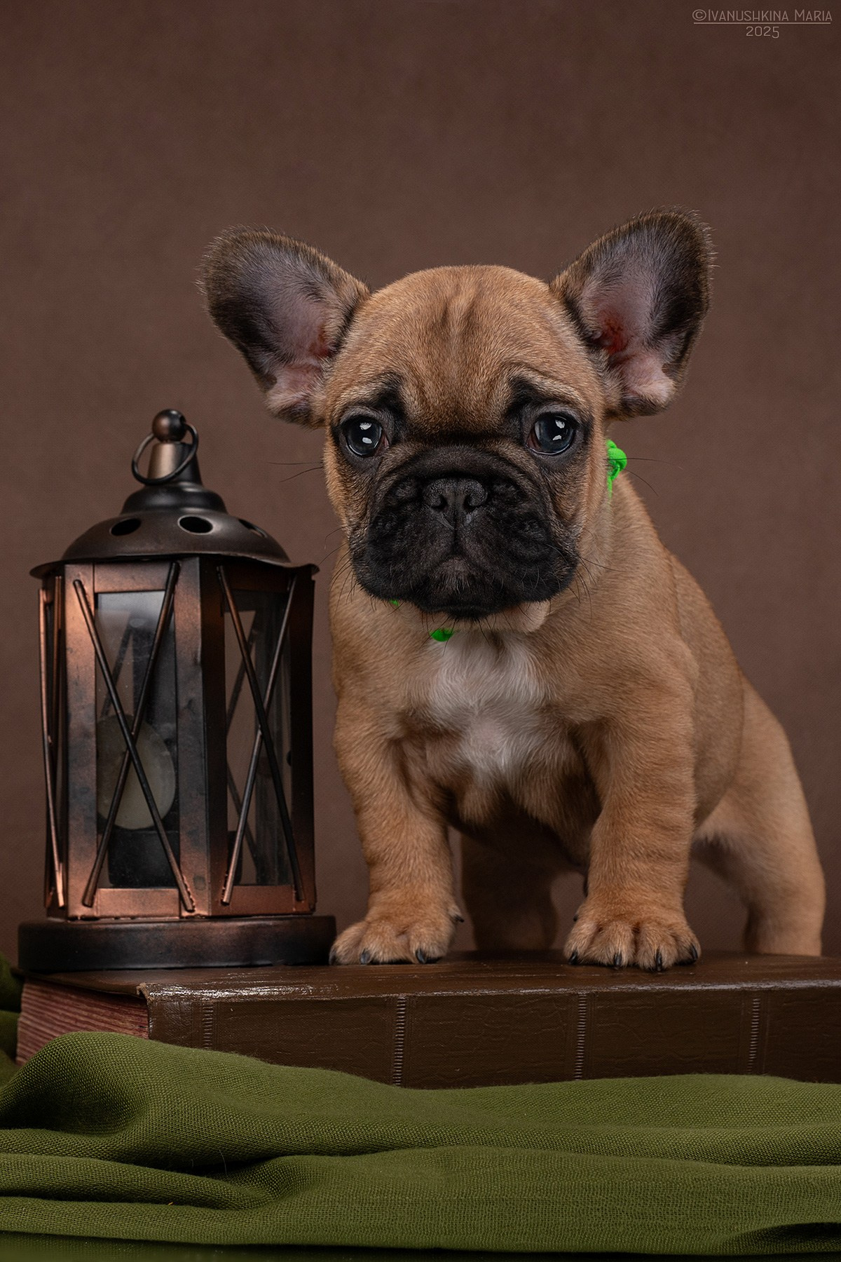 Фотосессия щенков на фонах. Фотограф собак в Москве и Московской области Иванушкина Мария