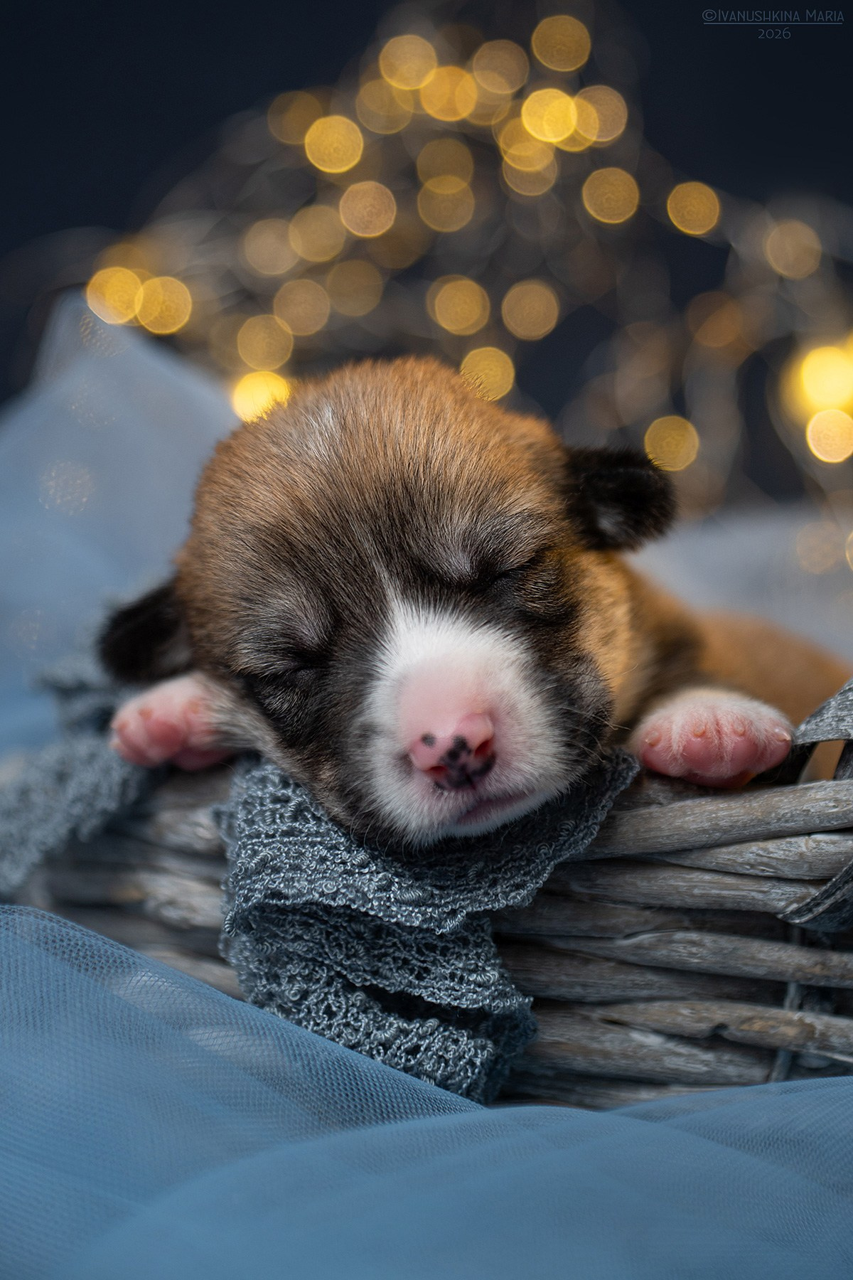 Ньюборн фотосессия щенков. Фотограф собак в Москве и Московской области Иванушкина Мария