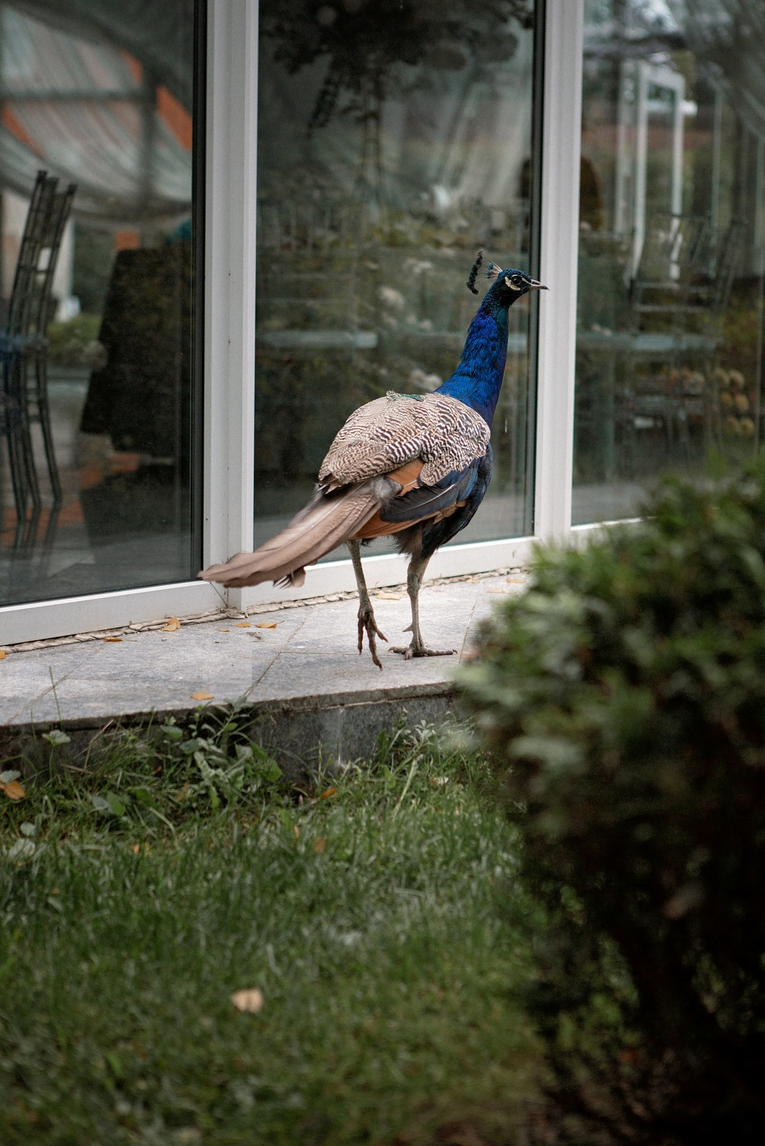 Площадка № 2-5. Свадебный организатор Москва