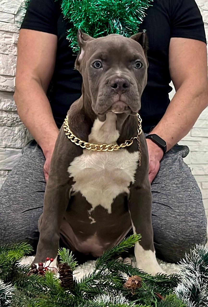 Hunter&Queenie, 10.09.25. Американские булли XL в г. Калининград. Питомник Great Bully UNIVERSE