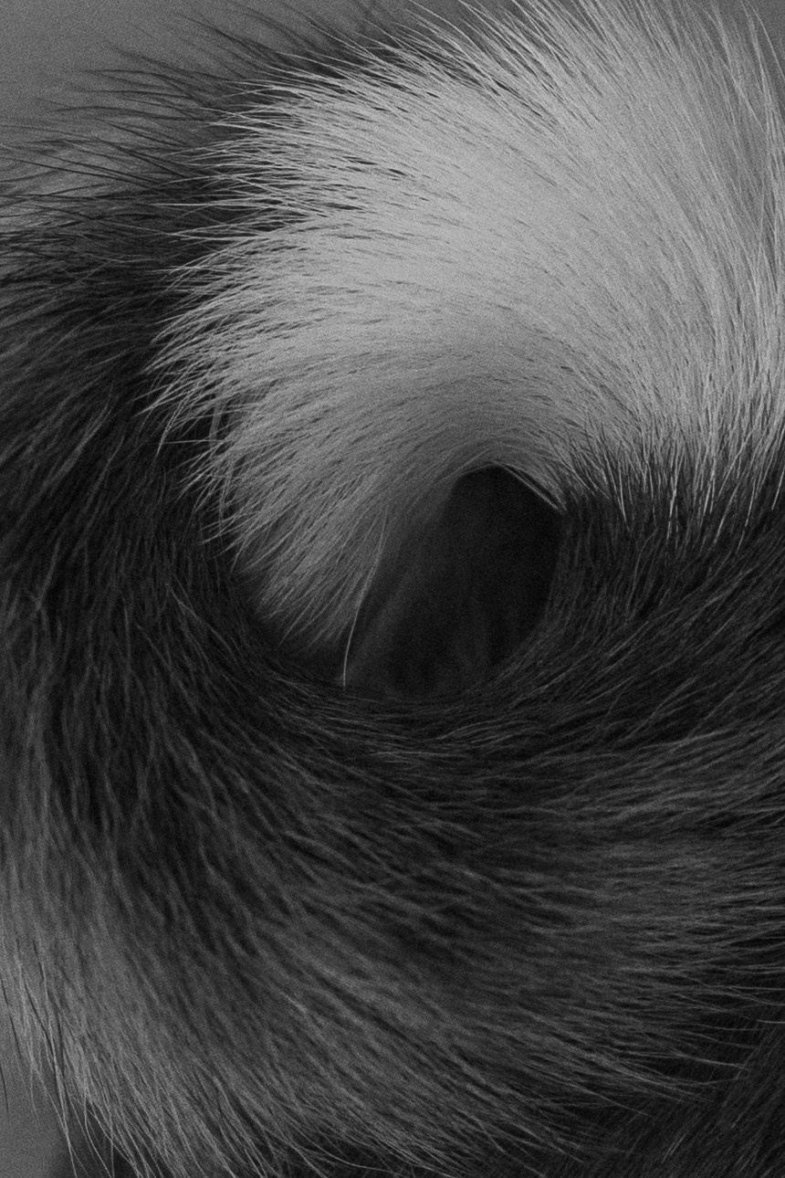 Даша и Арчи. Фотограф — Анималист | Санкт-Петербург