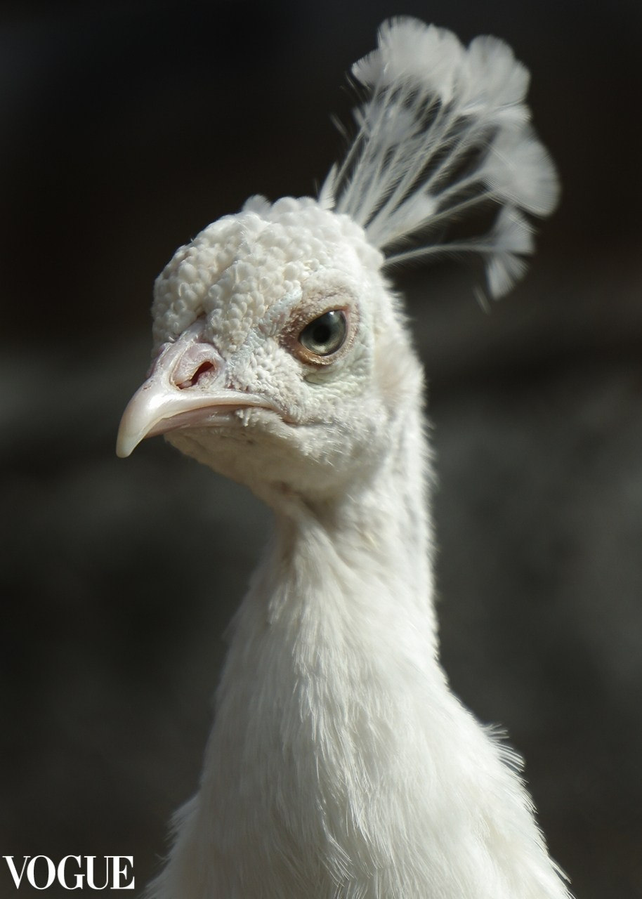 VOGUE. Репортажный, архитектурный, театральный и файн-арт фотограф Лена Мельникова в Москве