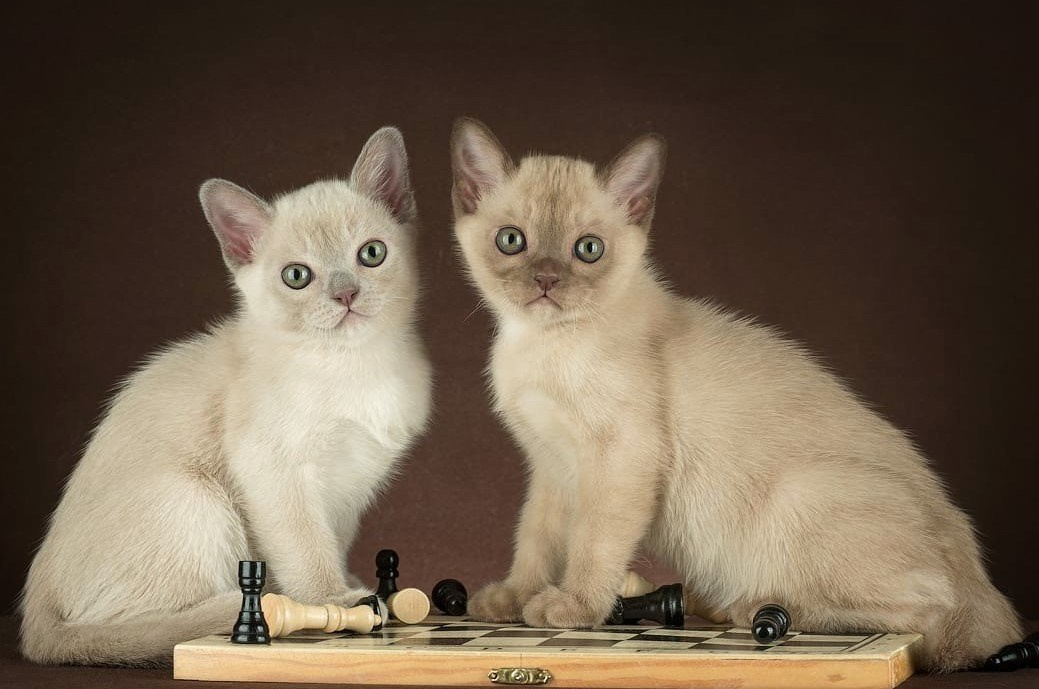 Котёнок американской бурмы. Las Burmas — питомник американской бурмы традиционных линий