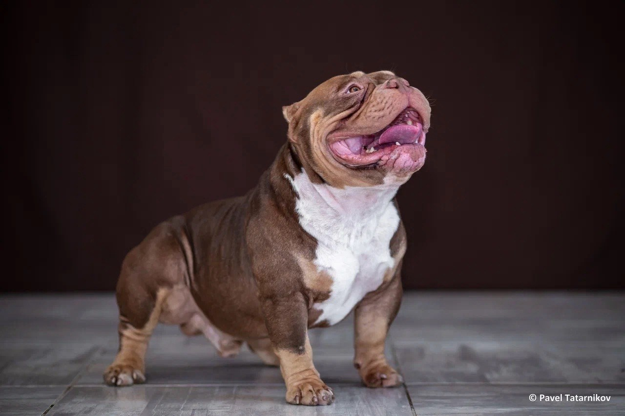 Купить Французского Бульдога Тольятти, Купить щенка Французского бульдога Тольятти, Питомник Французских Бульдогов Тольятти,  Питомник Французский Бульдог Тольятти, 