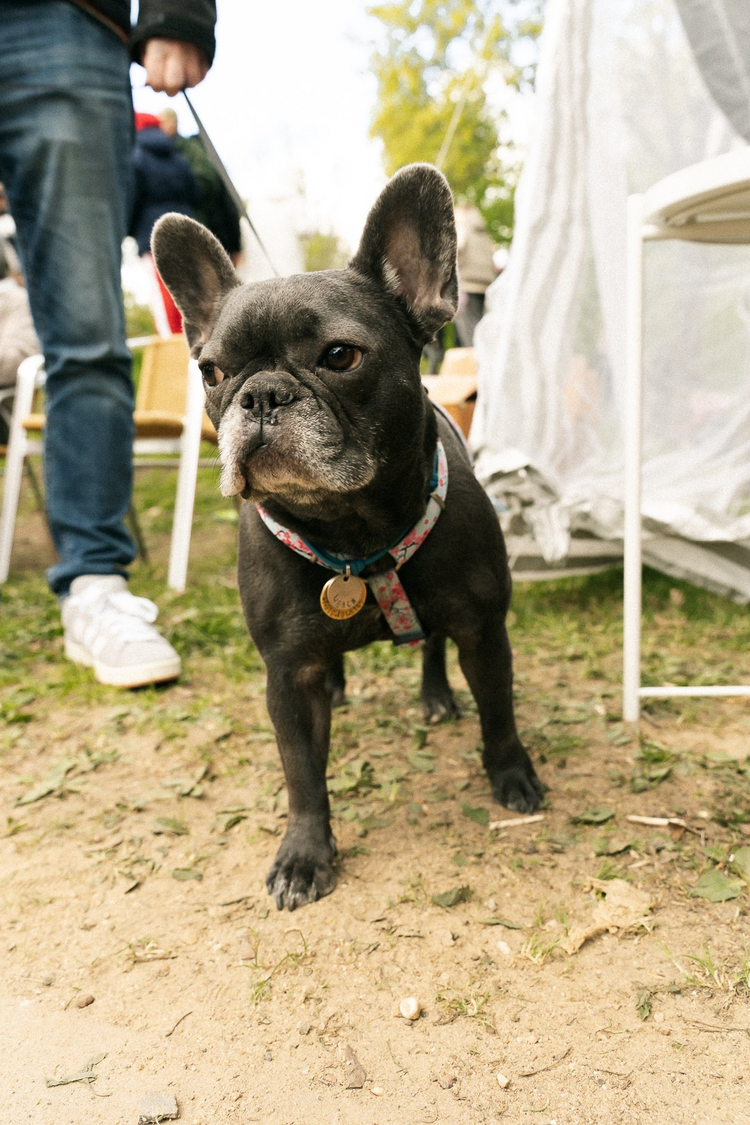 Парад Бульдогов. Axenov_eugene