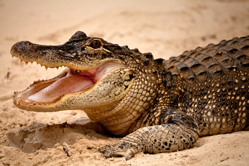 Wildlife photography. Photographer Kirill Sergeev | Moscow