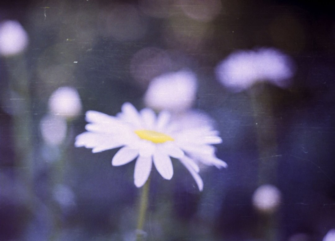 Плёнка 2016. Анастасия Либерти