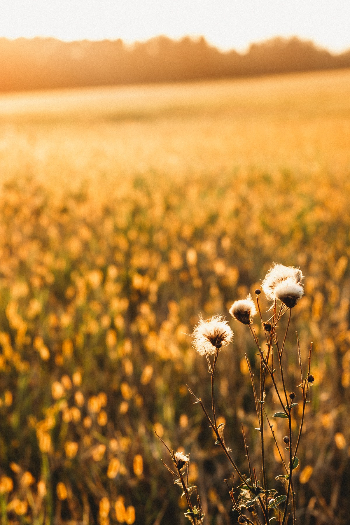 Поле. Портретный фотограф Павлова Светлана / Брянск /