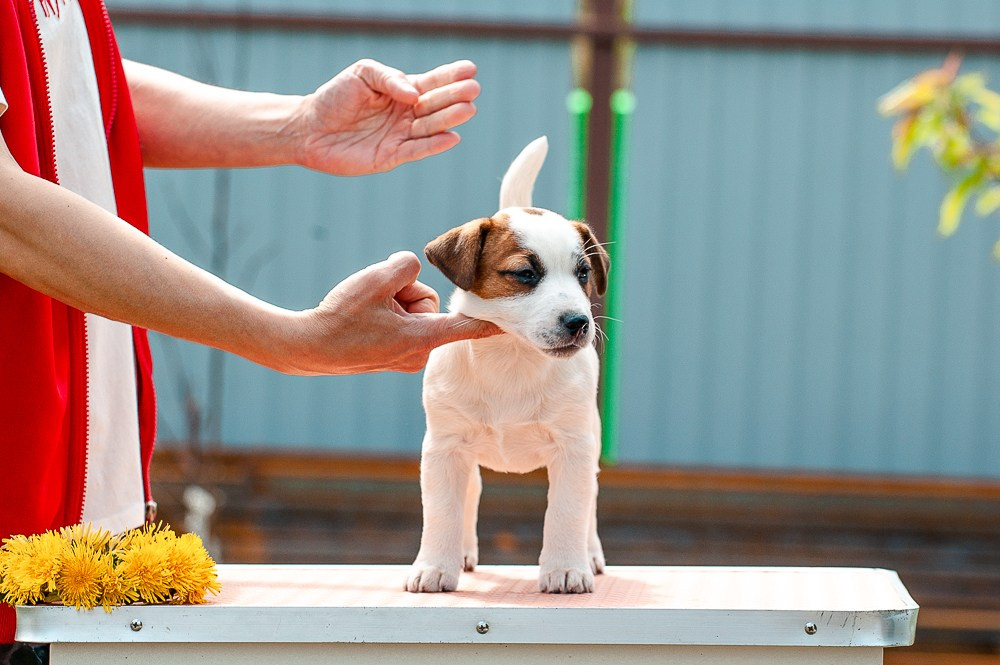 КАНЕ МАЭСТРО ФЕРИТЕЙЛ. Девочка гладкошерстная из питомника КАНЕ МАЭСТРО.