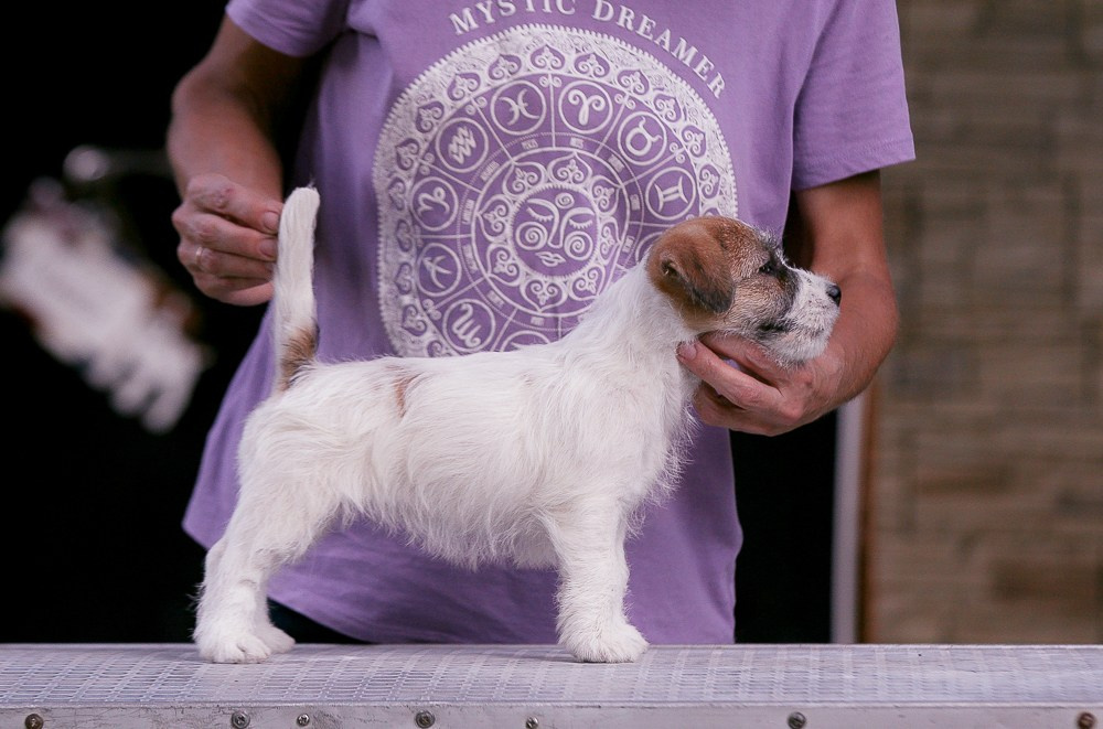 CANE MAESTRO RENDEZVOUS. CANE MAESTRO — kennel Jack Russell Terrier
