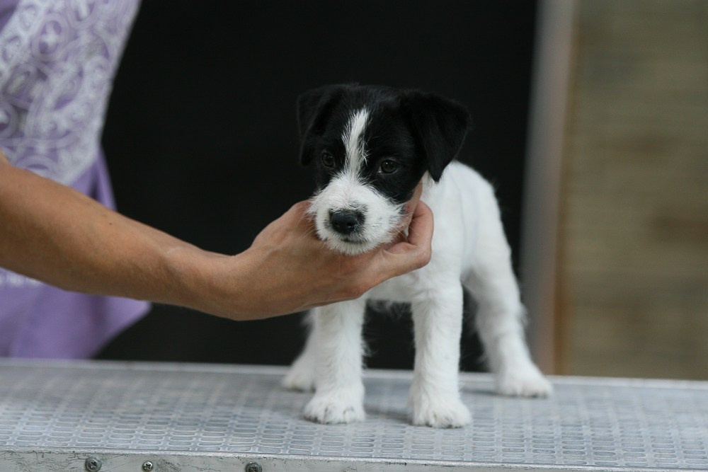 CANE MAESTRO RONDO. CANE MAESTRO — kennel Jack Russell Terrier