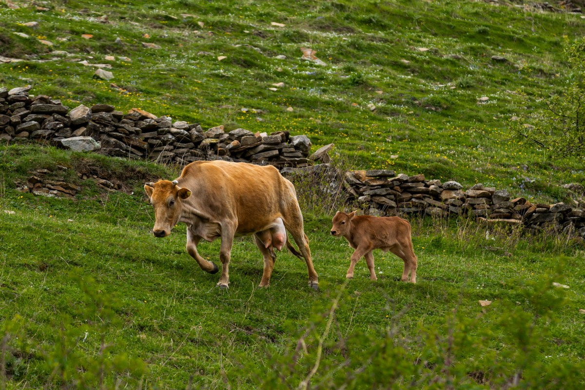 Животные. Photomantis