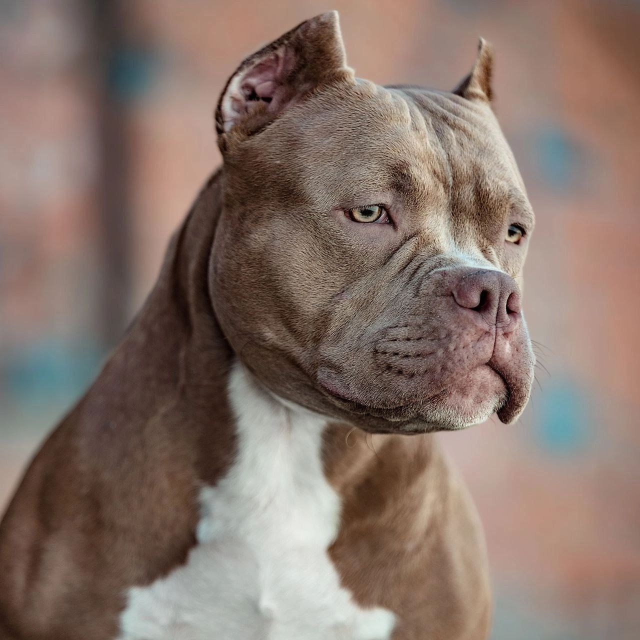 Родители Камелия. ПИТОМНИК СОБАК ПОРОДЫ АМЕРИКАНСКИЙ БУЛЛИ