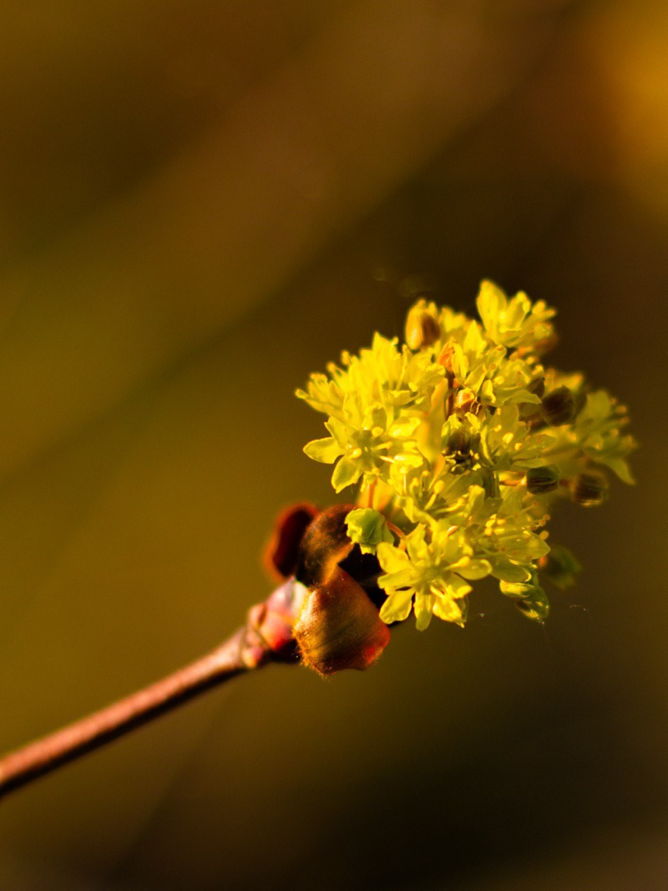 Макро. Фотографирую мир