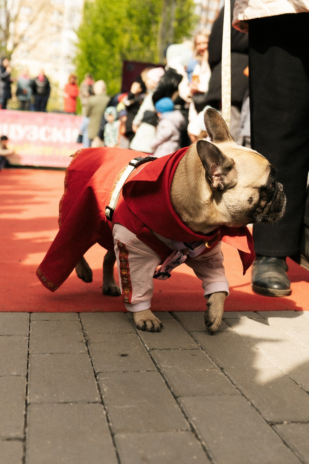 Парад Бульдогов. Axenov_eugene