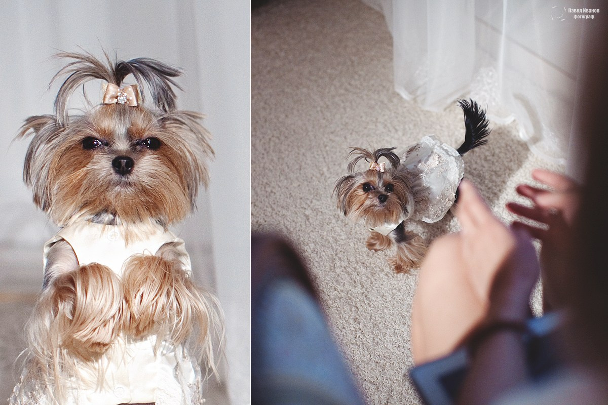 Свадебные серии. Павел Иванов. Создание профессионального медиаконтента. Москва