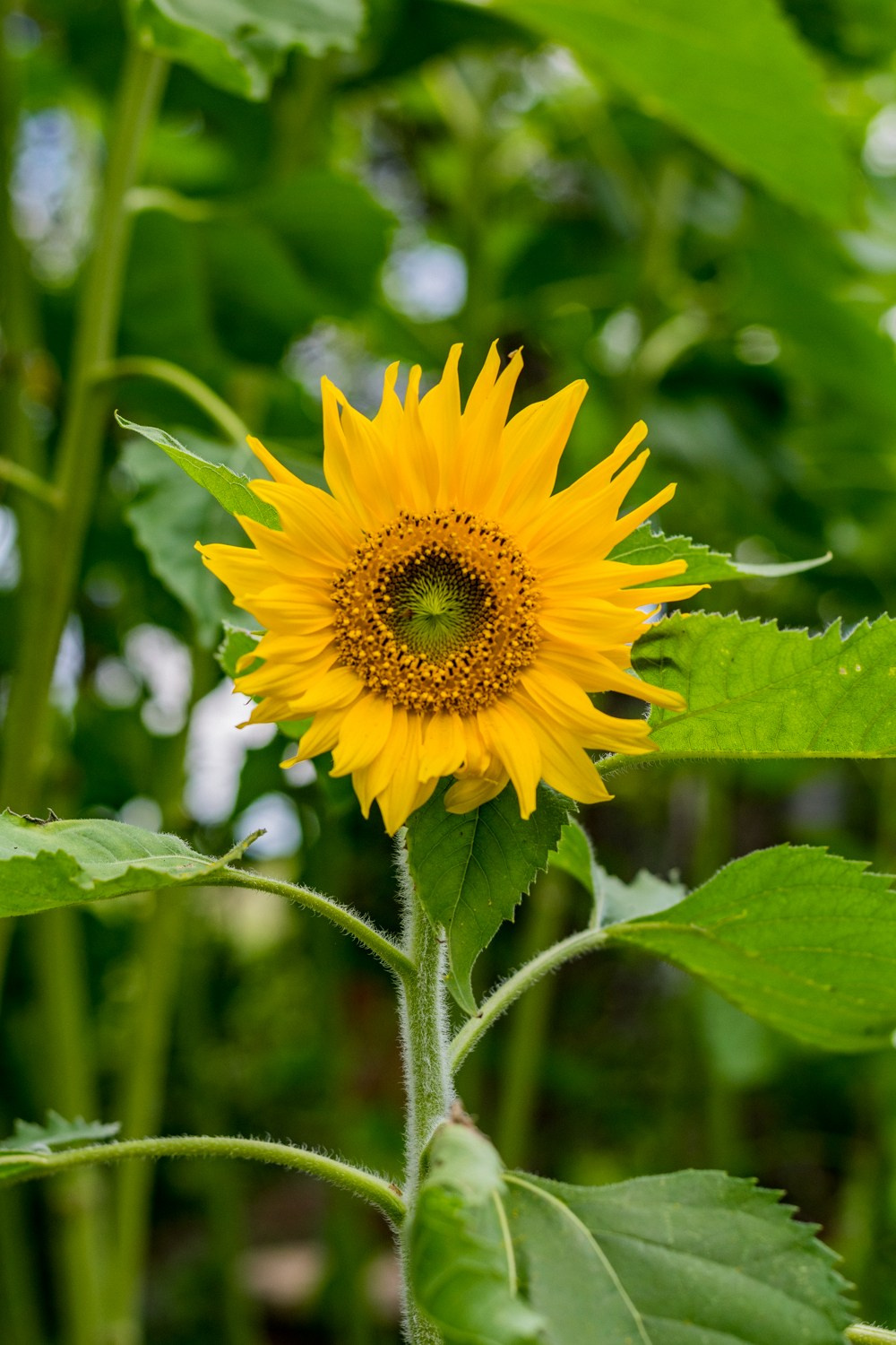 Антон Курдюмов фотограф в Хабаровске Рина Курдюмова фото27 foto27 Антон Дорофеев репортажный репортаж документалист Тони и Рина фотосоздатели Виноградники Хехцир 2024 Хабаровск виноград дикий фермер фермерство дачный сезон