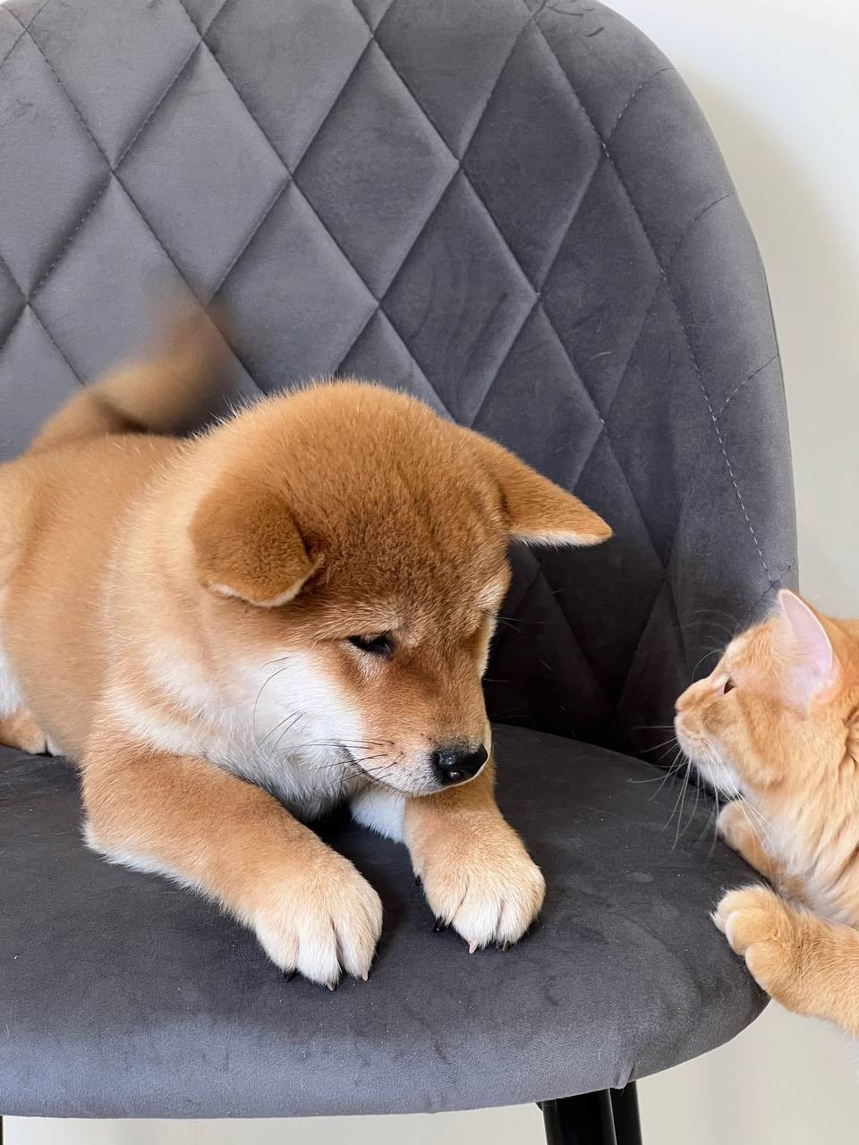 сиба питомник Рубилайт щенки на продажу rubylight  сиба щенки купить СПб Санкт-Петербург 