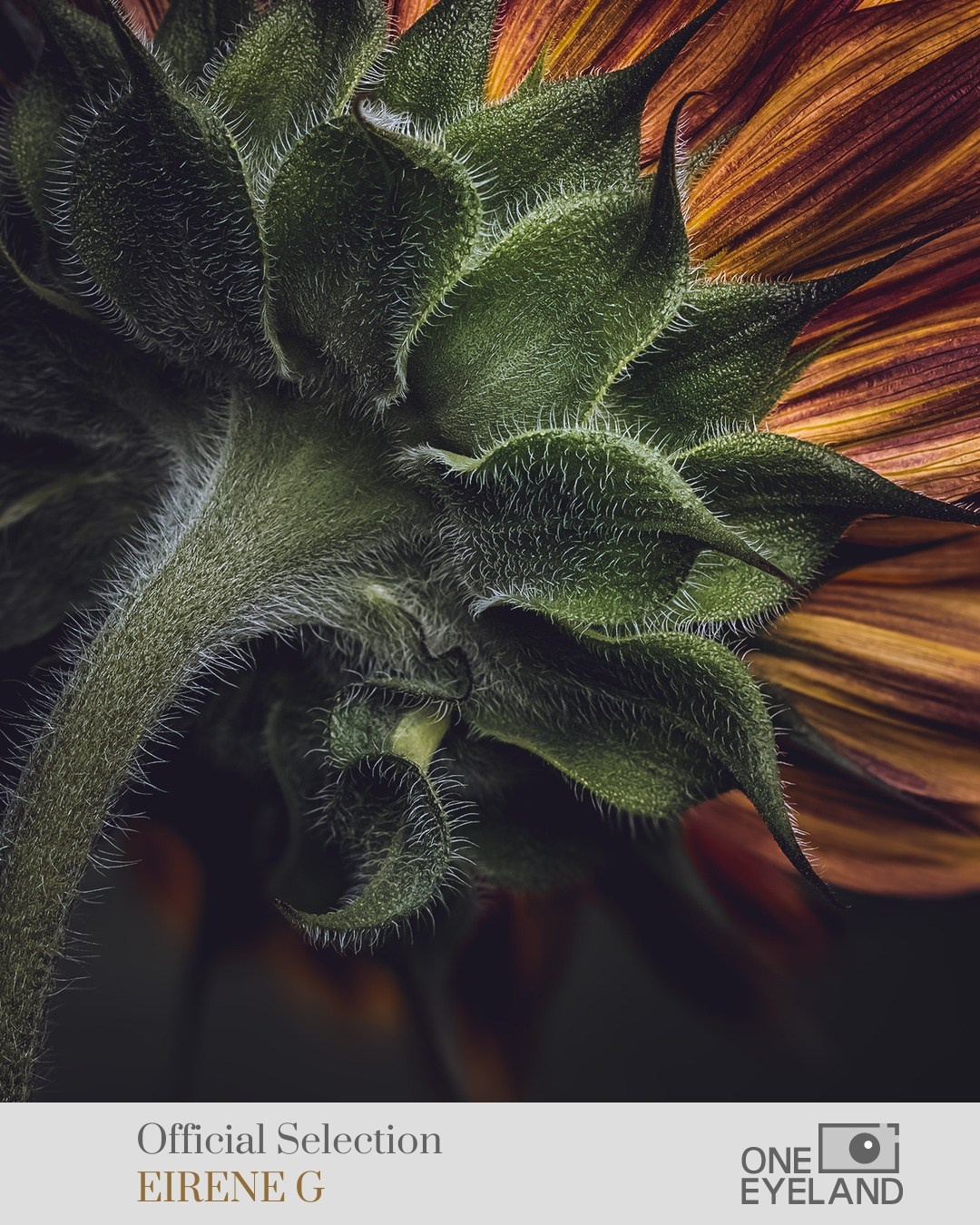 ONEEYELAND GALLERY. Eirene G |  Photoartist | Flowers from my garden