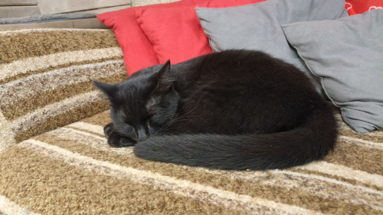 Амина или история, которая началась с одного пушистого друга. Гостиница для кошек Усики и хвостики, Красноярск