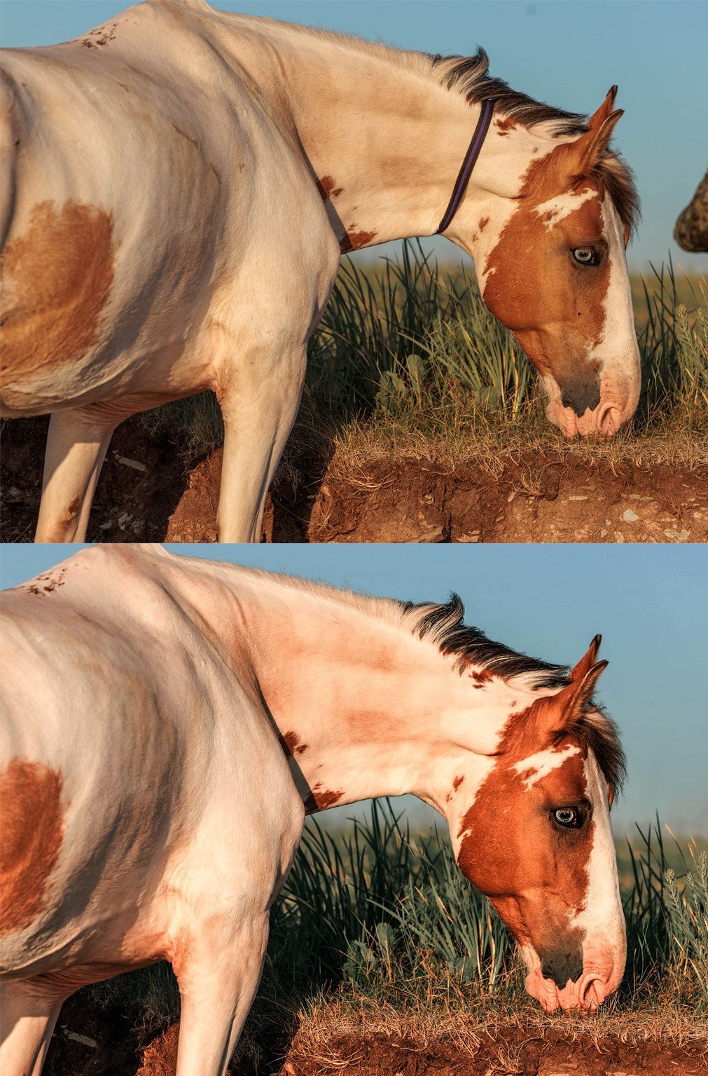До/После. Конный фотограф в Красноярске — Любовь Похабова