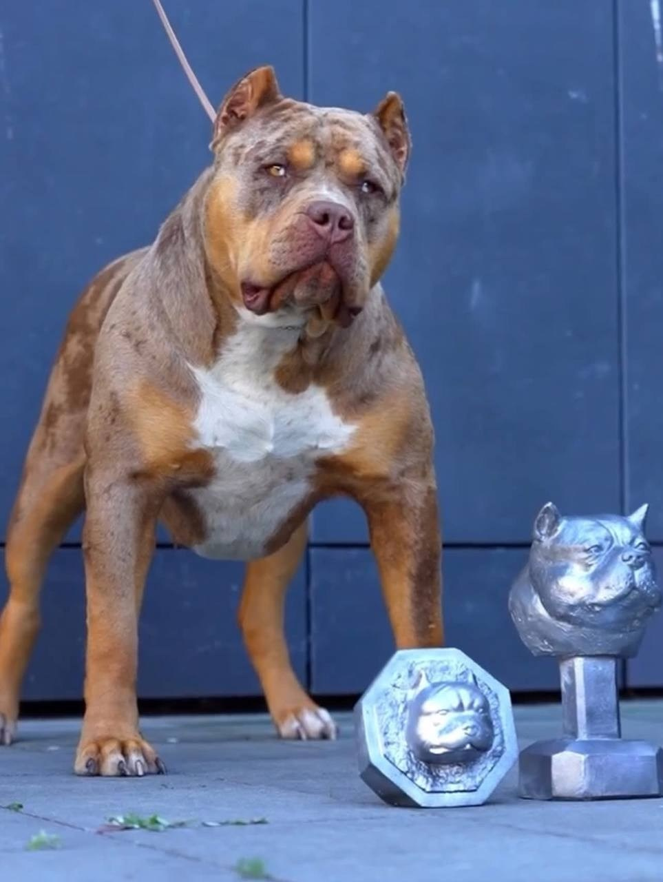 Mako’s GRANDBAR. Американские булли XL в г. Калининград. Питомник Great Bully UNIVERSE