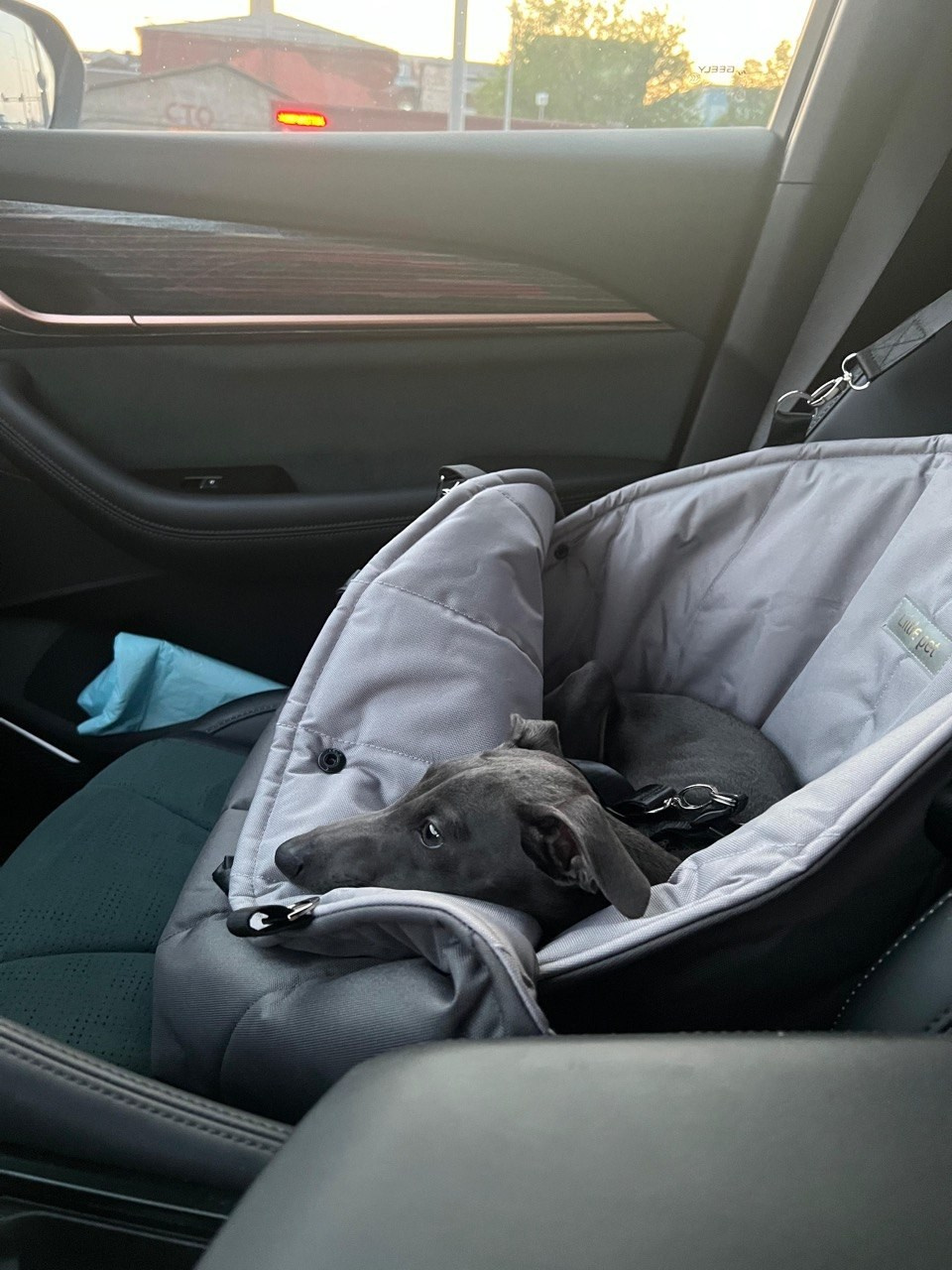 Путешествия. Профессиональный питомник левреток РКФ/FCI ASTI SAPPHIRE 💎 Сочи|Санкт-Петербург