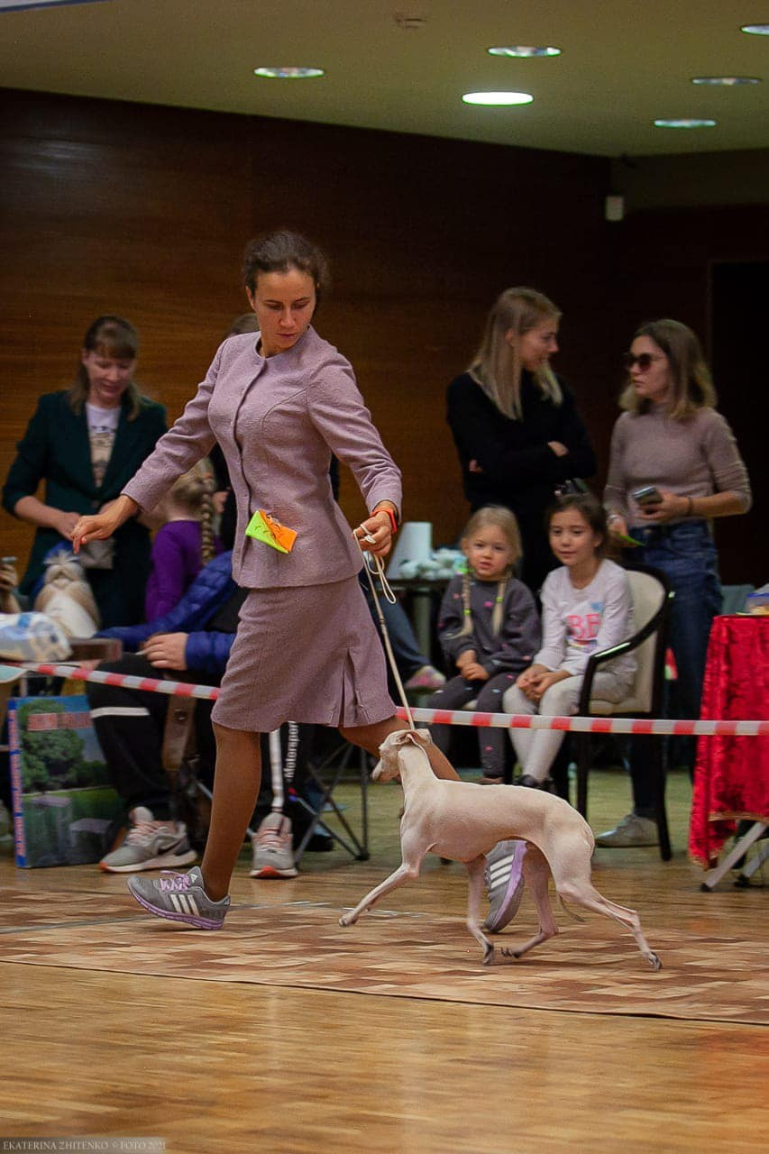 Asti Sapphire Tsezar Ruier Empire. Профессиональный питомник левреток РКФ/FCI ASTI SAPPHIRE 💎 Сочи|Санкт-Петербург