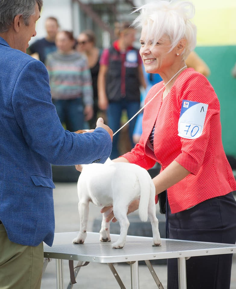 UNIKA LARKY ONLINE. КАНЕ МАЭСТРО — питомник Джек рассел терьеров