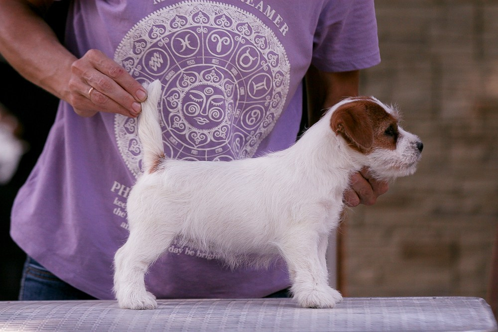 Джек рассел терьер купить.