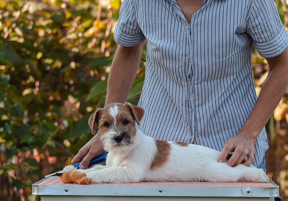 CANE MAESTRO SQUIRE. CANE MAESTRO — kennel Jack Russell Terrier