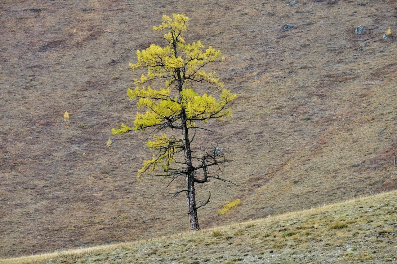 Алтай. Фотограф Евгений Андреев