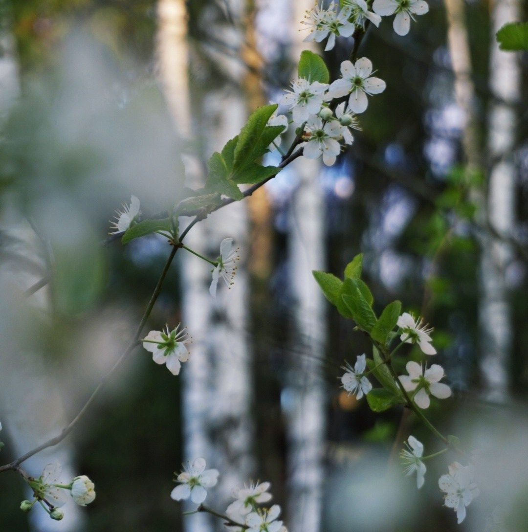 Природа. Настасья Проценко. Фотограф