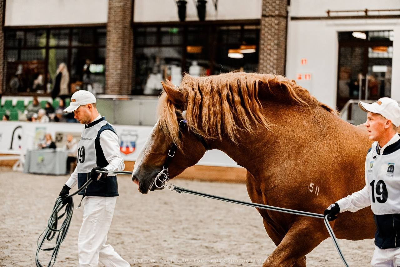 Ринг-выводка тяжелоупряжных пород ТИТАНЫ КОННОГО МИРА в рамках 9-й МЕЖДУНАРОДНОЙ ВЫСТАВКИ КОННАЯ РОССИЯ. Конный фотограф Куракина Дарья • Фотосессии с лошадьми