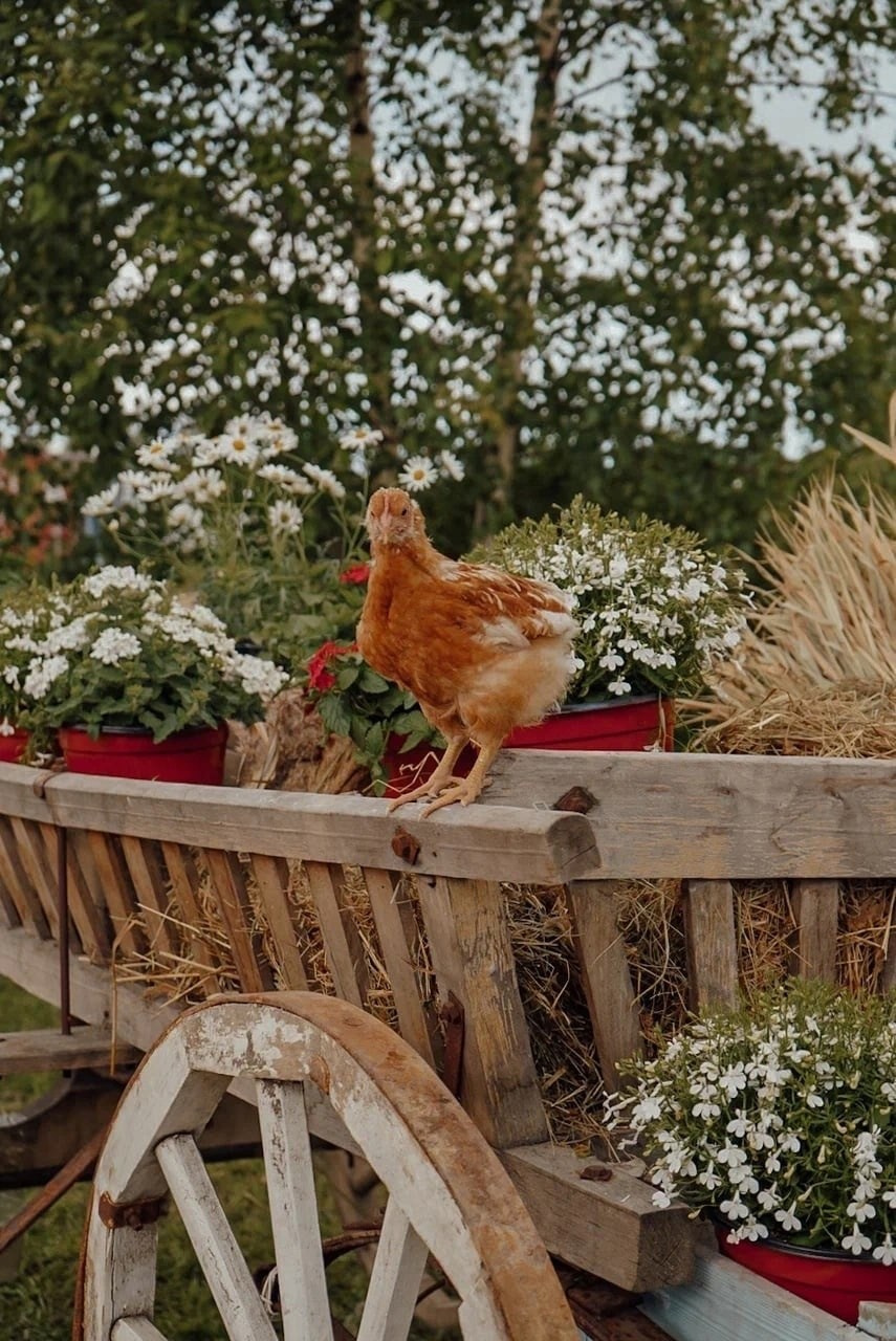 Фотопроект «Птичий Двор». КрисTina Олейник — твой фотограф Санкт-Петербург/Москва/Омск