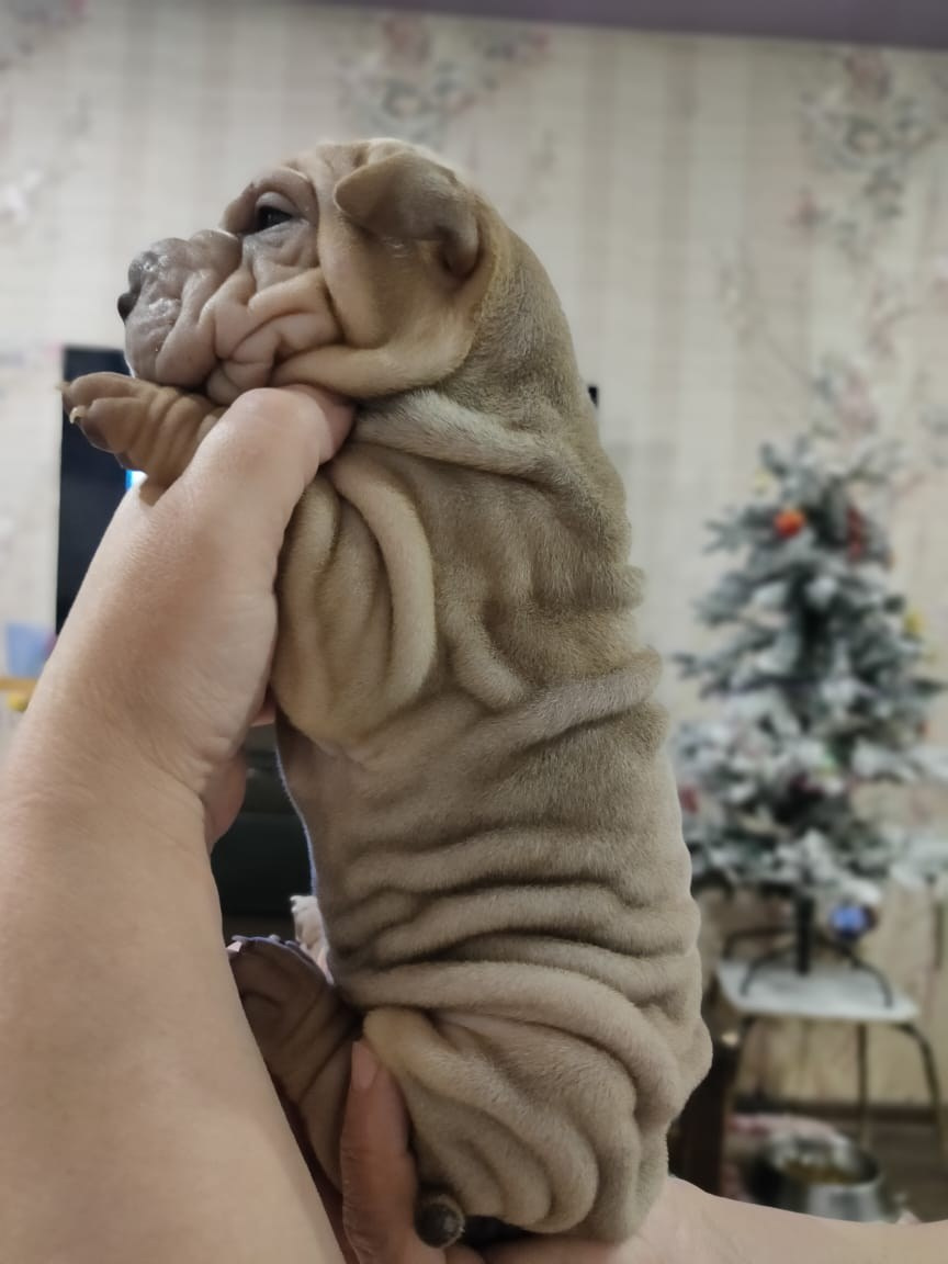 Купить Шарпей Ростов-на-Дону, Купить Шарпея Ростов-на-Дону, Купить щенка Шарпей Ростов-на-Дону, ТОП питомник Шарпеев Ростов-на-Дону, Питомник Шарпей  Ростов-на-Дону, 