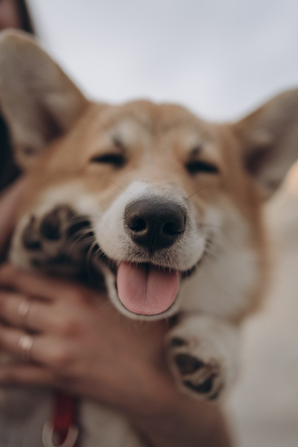 Катя и Грэйси ❤️. Семейный фотограф и анималист в Москве и Московской области