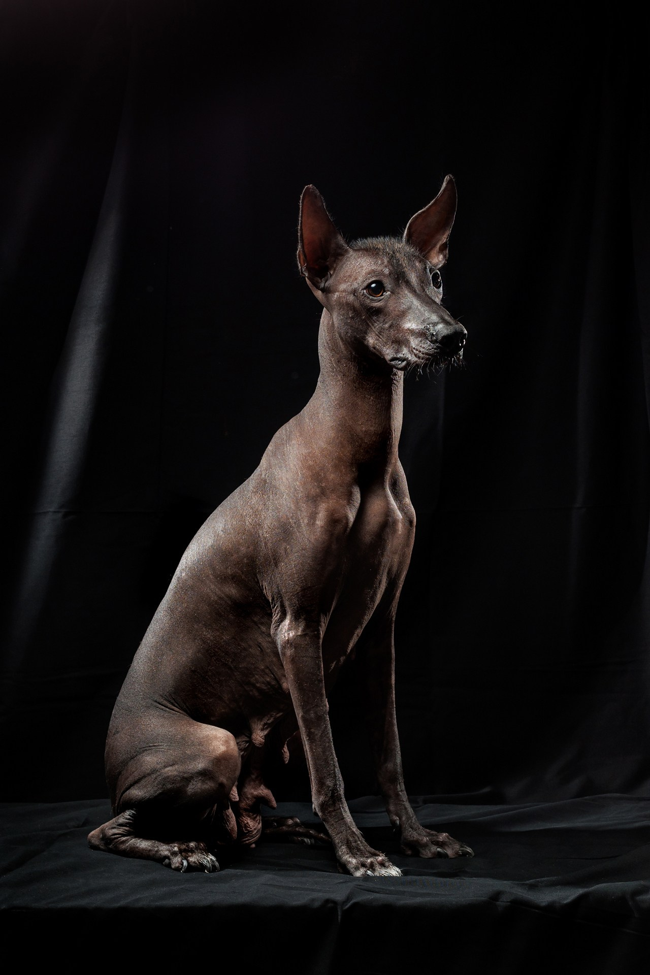 Фотосессия Фараоновой (Египетской) собаки. Свадебный и репортажный фотограф в Москве и Московской области