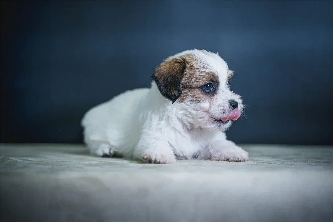 Кобель 2. Lovely-Orange питомник джек рассел терьеров