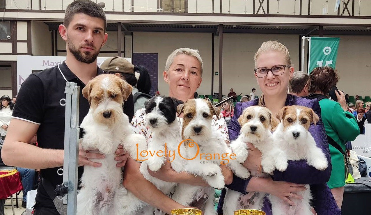 Lovely-Orange питомник джек рассел терьеров