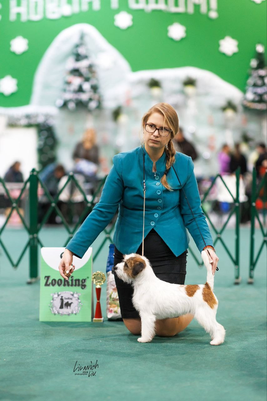 Lovely-Orange Katana. Lovely-Orange питомник джек рассел терьеров