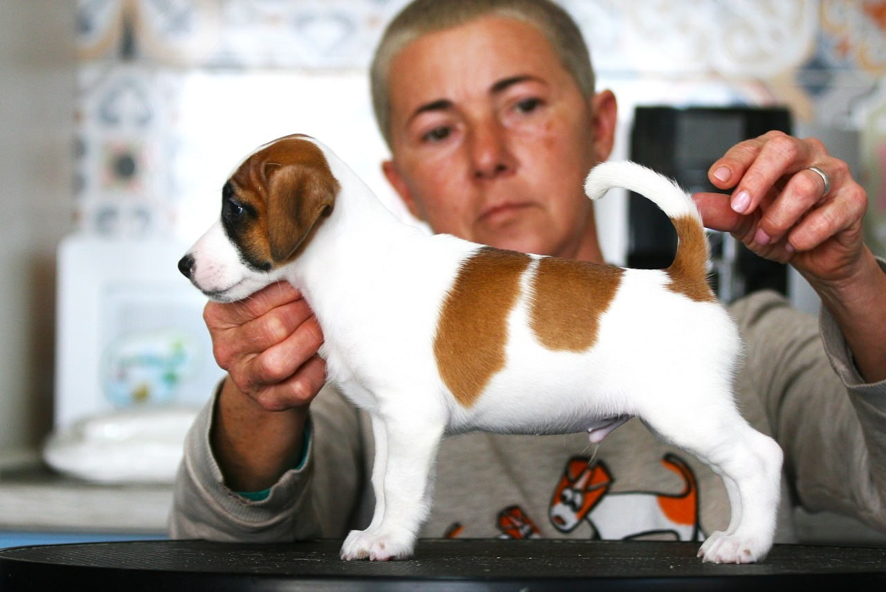 Кобель. Lovely Orange kennel Jack Russell Terrier FCI/RKF