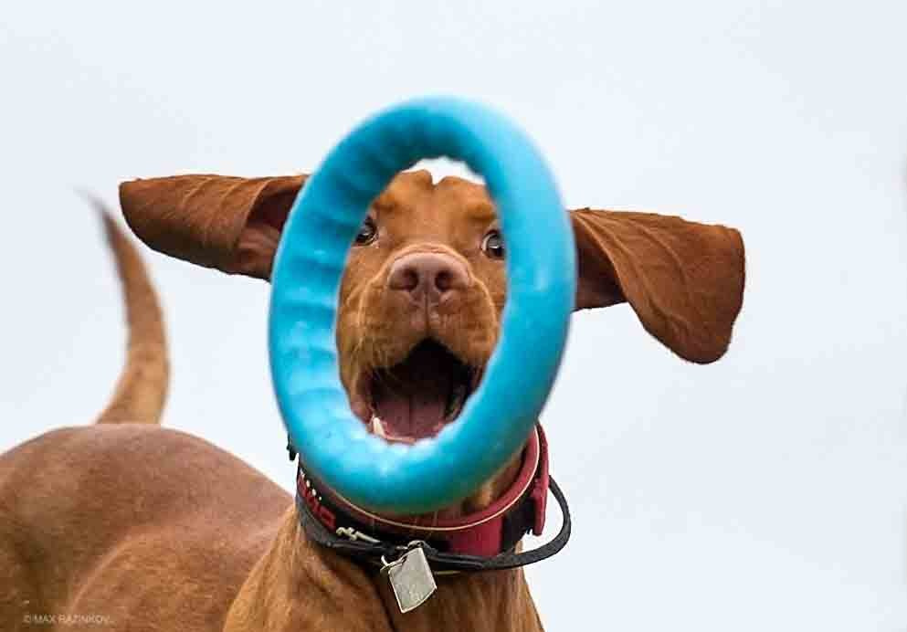 Собаки. Портретная и свадебная фотосъемка. Москва и область