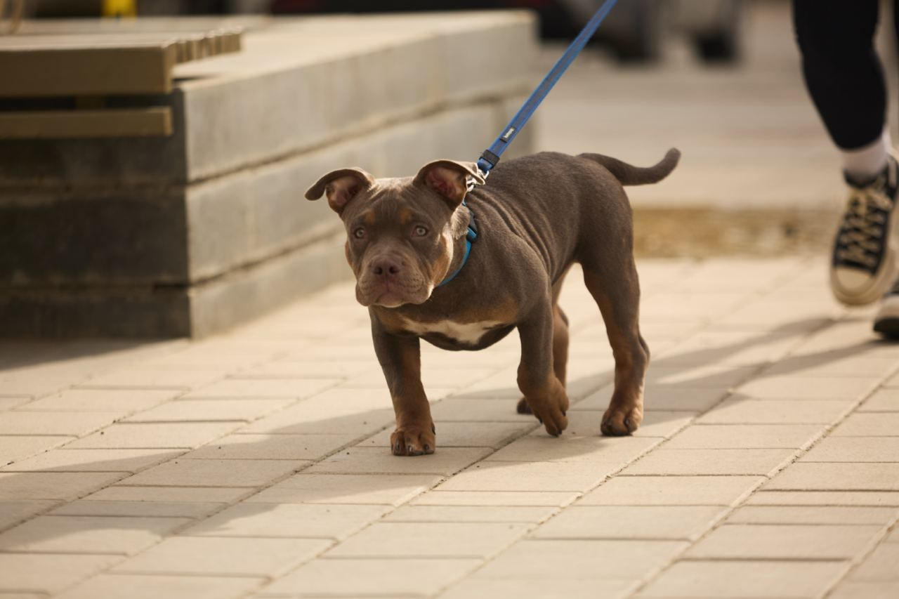 Фотосессия Kenzo. Buyvolenko Andrey