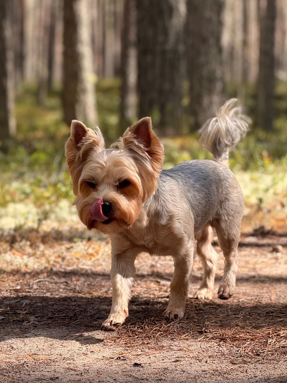 «Собака». Фотограф в Санкт-Петербурге — портретная и жанровая съёмка