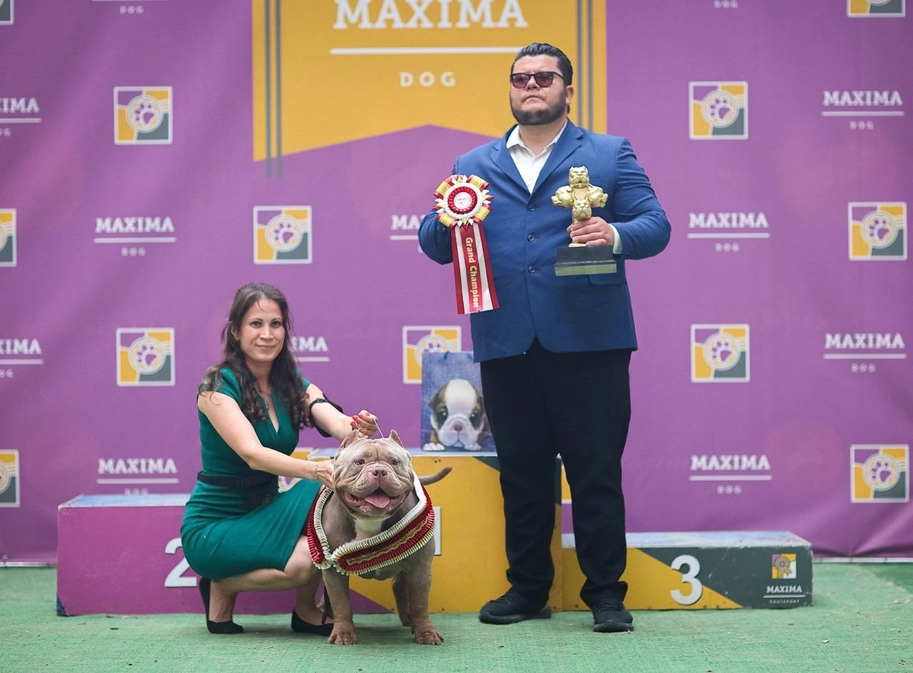 официальный питомник американских булли стандарт в Москве