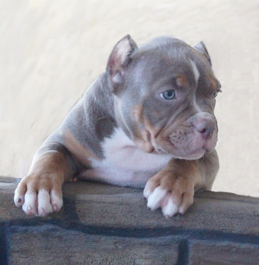 Питомник собак американский булли в Хабаровске